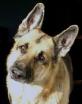 dogy.jpg